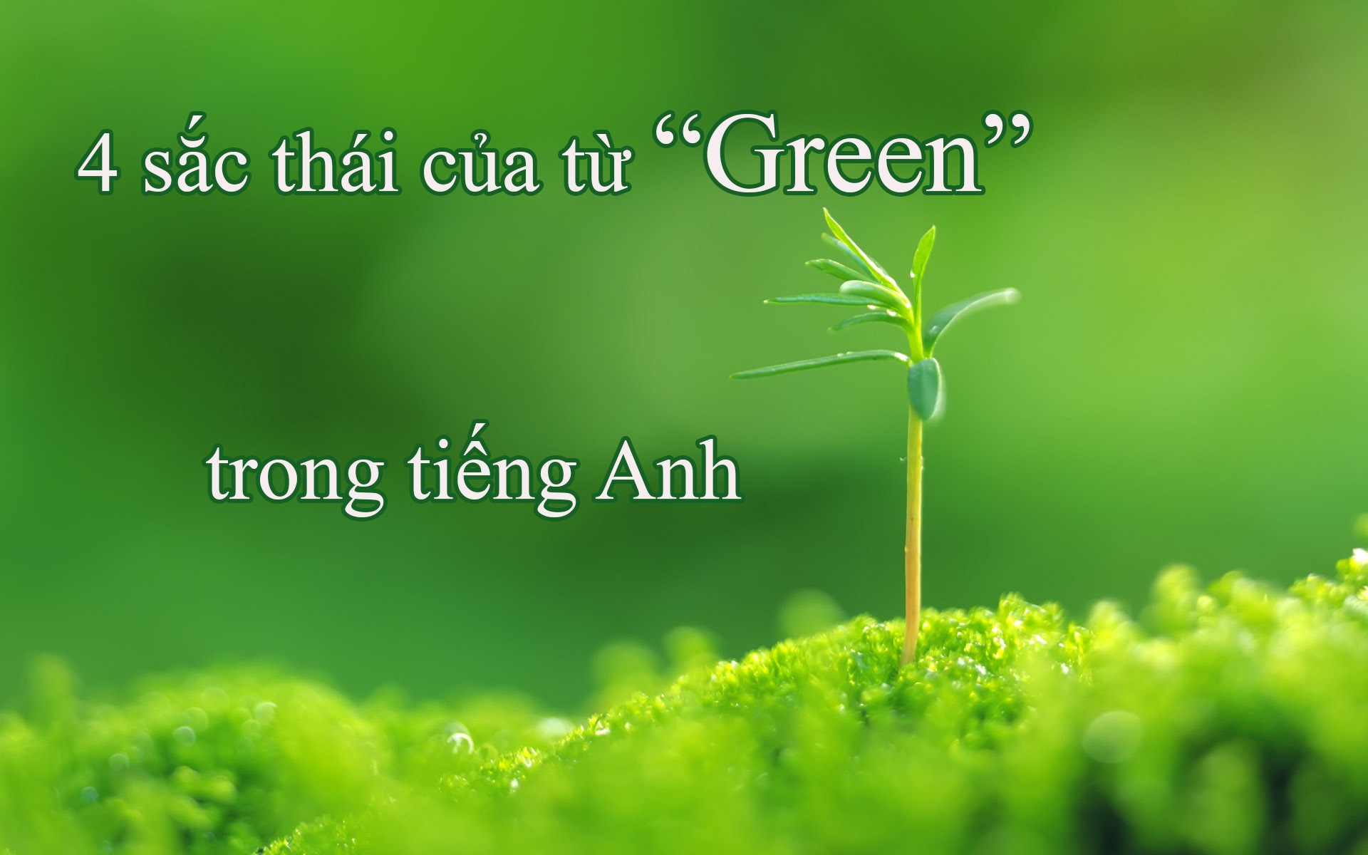 4 sắc thái của từ “Green” trong tiếng Anh có thể bạn chưa biết